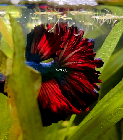 111 High Quality Male Super Rosetail Purple Skies Line ONLY 1 AVAILABLE! - LOMWILD