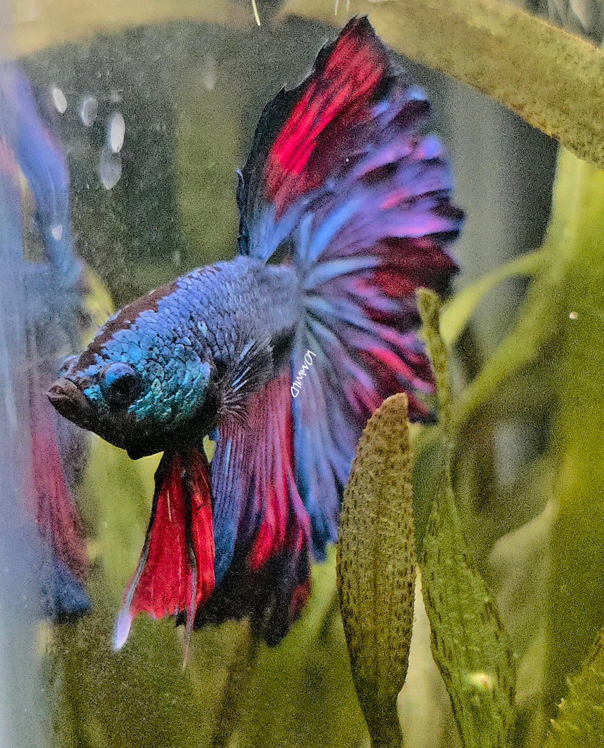 111 High Quality Male Super Rosetail Purple Skies Line ONLY 1 AVAILABLE! - LOMWILD