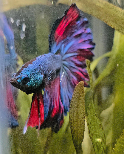 111 High Quality Male Super Rosetail Purple Skies Line ONLY 1 AVAILABLE! - LOMWILD