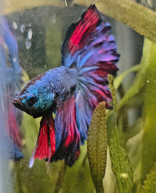 111 High Quality Male Super Rosetail Purple Skies Line ONLY 1 AVAILABLE! - LOMWILD