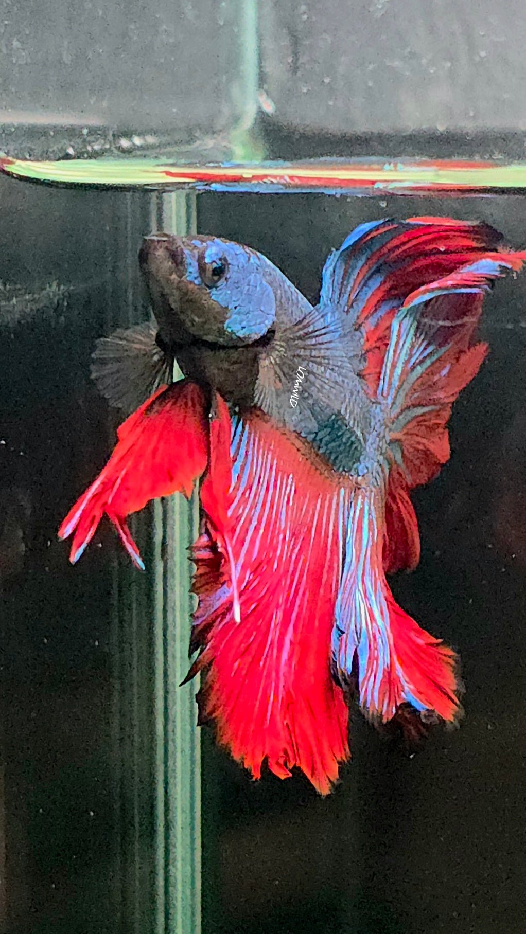 118 Premium Bi Color Rosetail Male Betta LOMWILD - LOMWILD