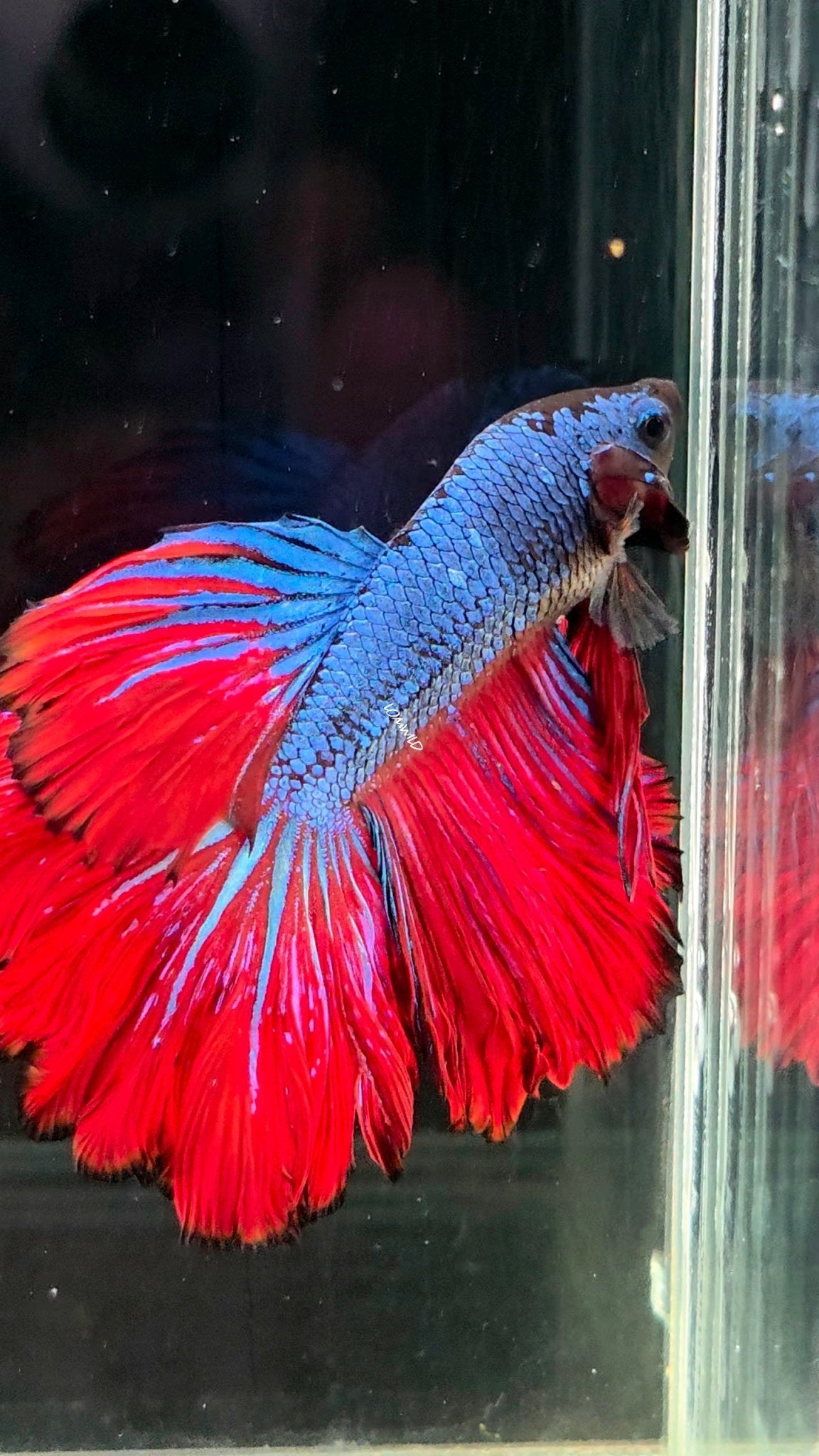 118 Premium Bi Color Rosetail Male Betta LOMWILD - LOMWILD