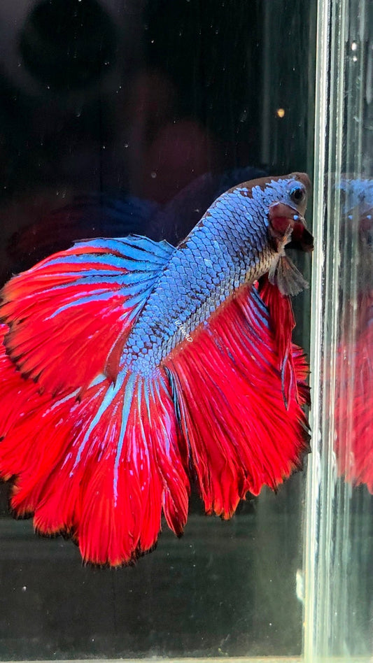 118 Premium Bi Color Rosetail Male Betta LOMWILD - LOMWILD