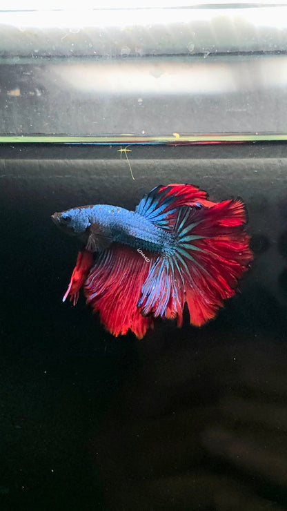 118 Premium Bi Color Rosetail Male Betta LOMWILD - LOMWILD