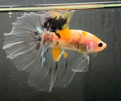 124 Fancy Sky Hawk Bumble Bee Over Halfmoon Male Betta Fish USA Bred LOMWILD Premium Quality - LOMWILD