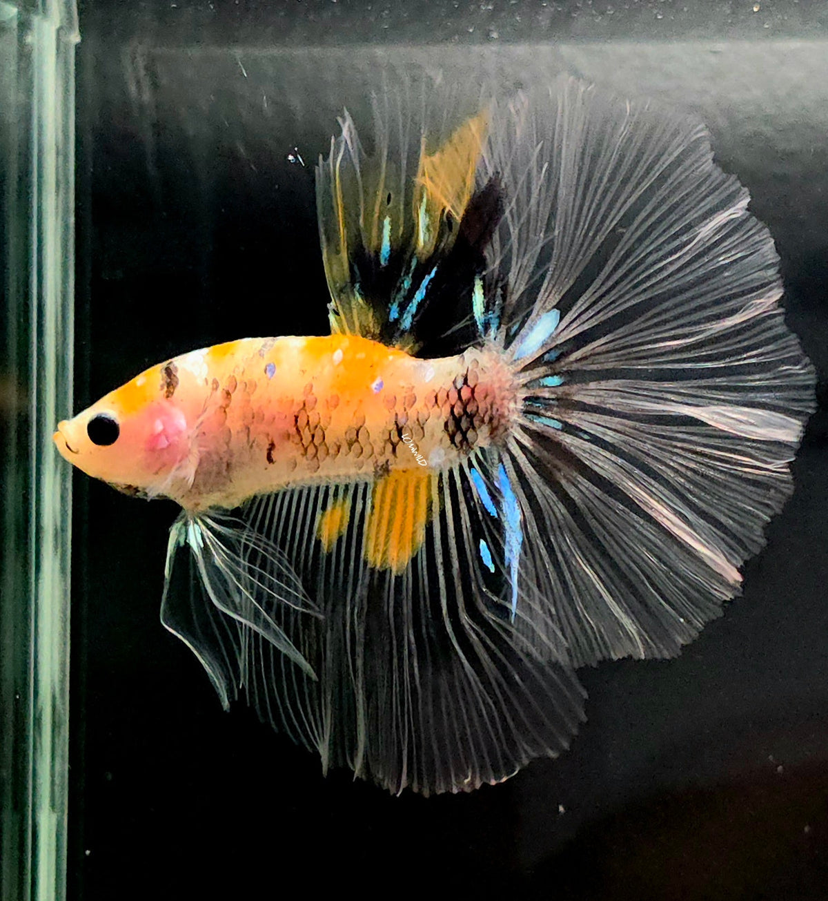 124 Fancy Sky Hawk Bumble Bee Over Halfmoon Male Betta Fish USA Bred LOMWILD Premium Quality - LOMWILD