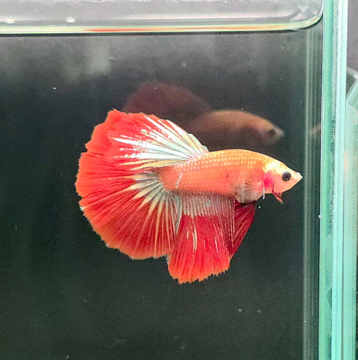 127 Premium Male Delta Tail Betta Fish - LOMWILD