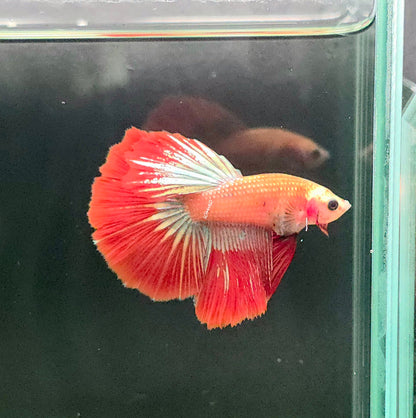 127 Premium Male Delta Tail Betta Fish - LOMWILD