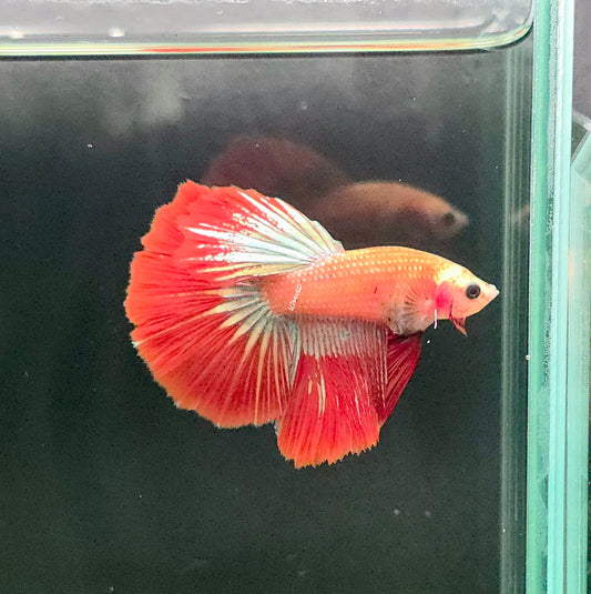 127 Premium Male Delta Tail Betta Fish - LOMWILD