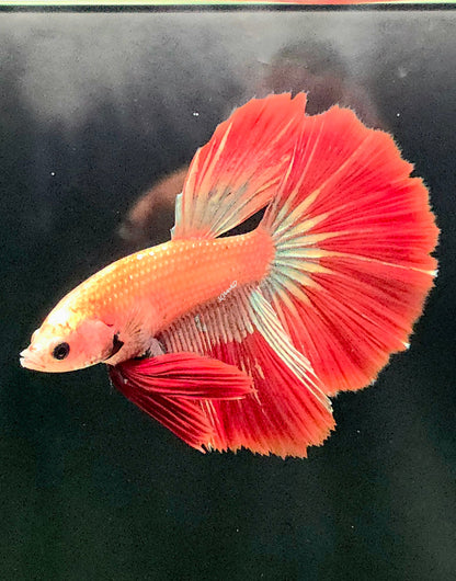 127 Premium Male Delta Tail Betta Fish - LOMWILD
