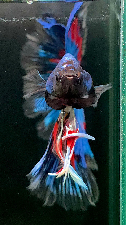 135 Premium Male Over Halfmoon Betta Fish USA Bred LOMWILD Quality Line - LOMWILD
