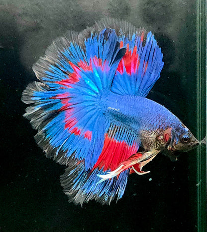135 Premium Male Over Halfmoon Betta Fish USA Bred LOMWILD Quality Line - LOMWILD