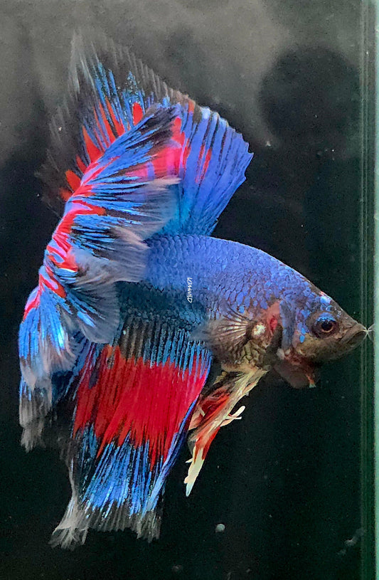 135 Premium Male Over Halfmoon Betta Fish USA Bred LOMWILD Quality Line - LOMWILD