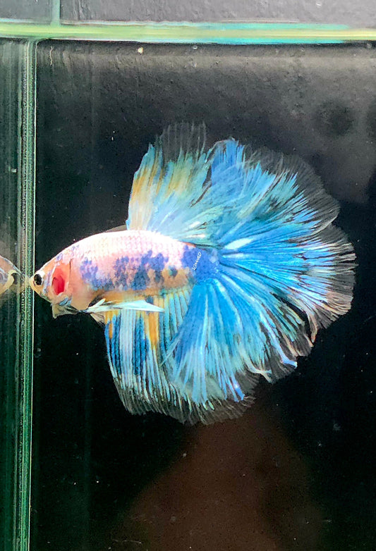 136 Fancy Marble Blue Grizzle Betta Fish Premium LOMWILD Quality - LOMWILD