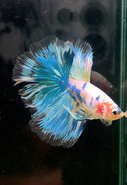 136 Fancy Marble Blue Grizzle Betta Fish Premium LOMWILD Quality - LOMWILD