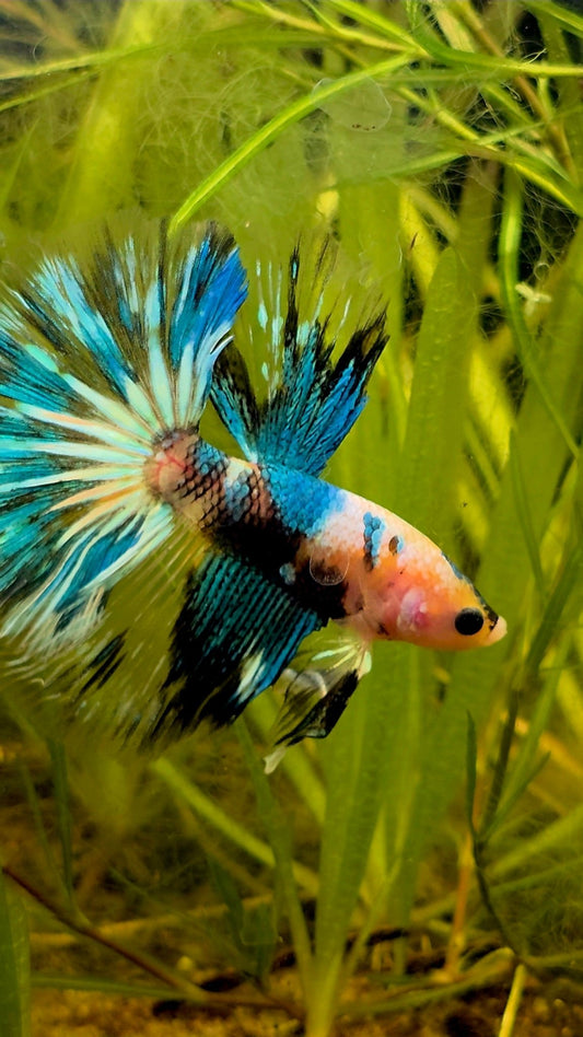 138 High Quality Fancy Koi Marble Male Halfmoon Betta Fish LOMWILD Premium Line - LOMWILD