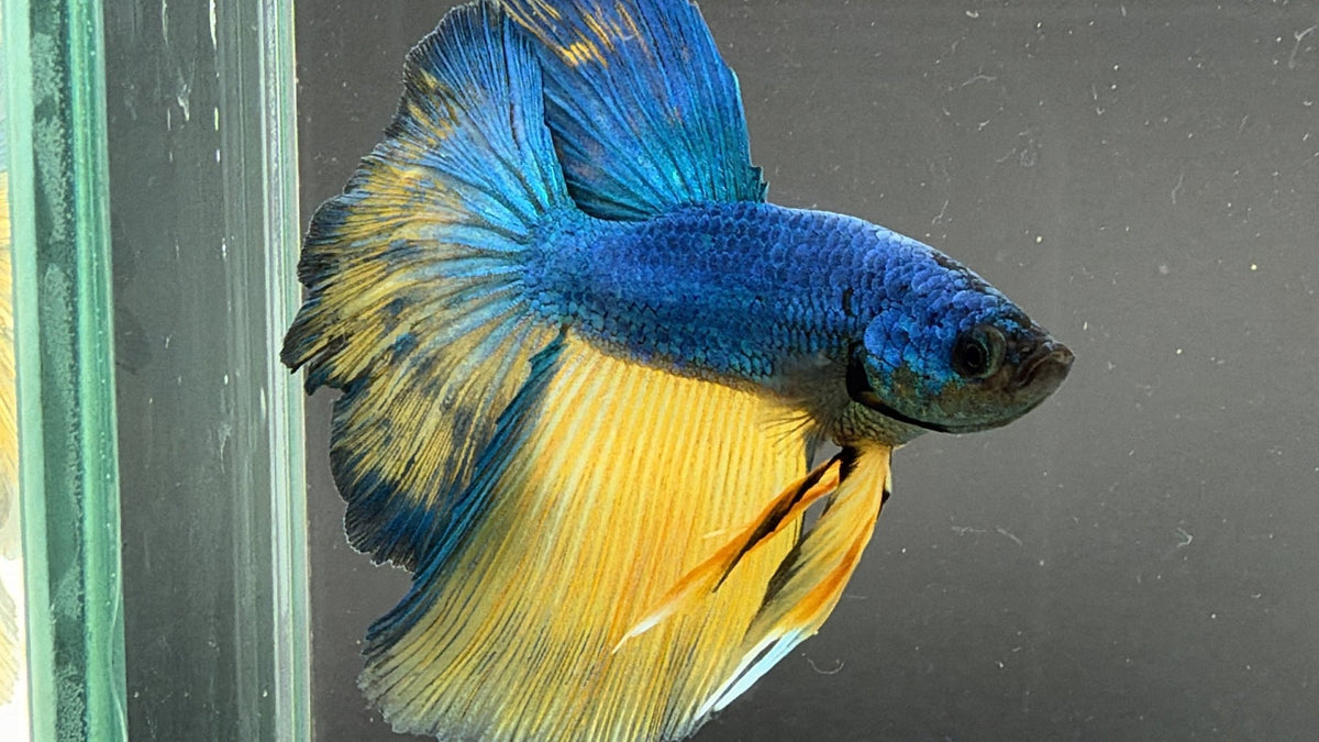 #180 LOMWILD Betta Fish Premium Hobby Quality - LOMWILD