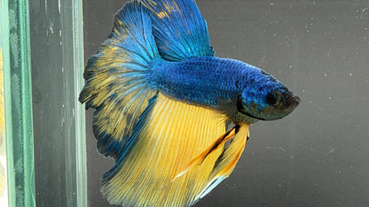 #180 LOMWILD Betta Fish Premium Hobby Quality - LOMWILD
