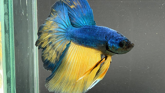 #180 LOMWILD Betta Fish Premium Hobby Quality - LOMWILD