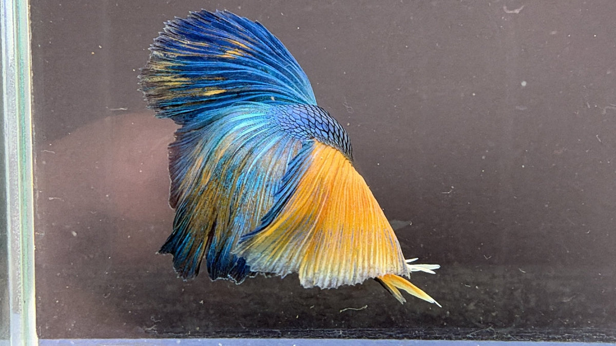 #180 LOMWILD Betta Fish Premium Hobby Quality - LOMWILD