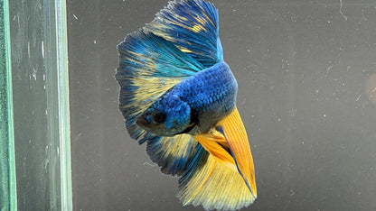 #180 LOMWILD Betta Fish Premium Hobby Quality - LOMWILD