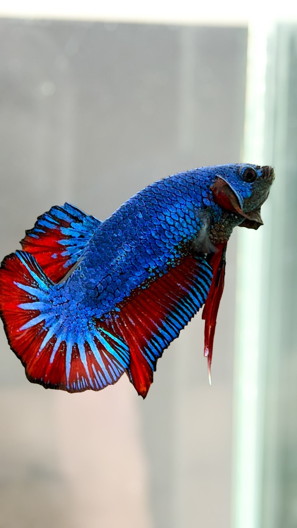 #184 Premium Male HMPK Bi Color Betta Fish LOMWILD Healthy Fish - LOMWILD