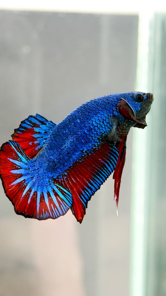 #184 Premium Male HMPK Bi Color Betta Fish LOMWILD Healthy Fish - LOMWILD