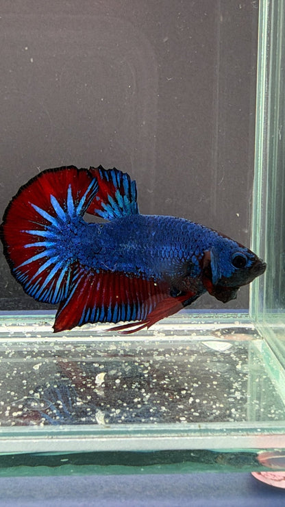 #184 Premium Male HMPK Bi Color Betta Fish LOMWILD Healthy Fish - LOMWILD
