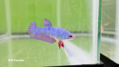 Female Bicolor Halfmoon Plakat Betta #19