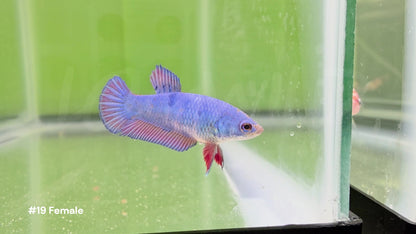 Female Bicolor Halfmoon Plakat Betta #19