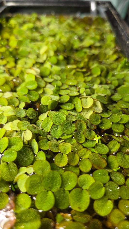 Salvinia Minima Floating Plant