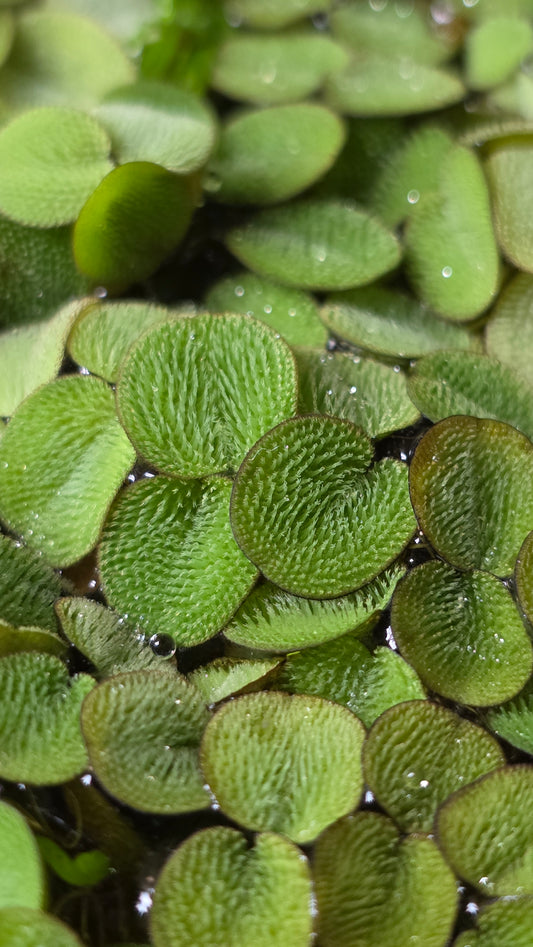 Salvinia Minima Floating Plant