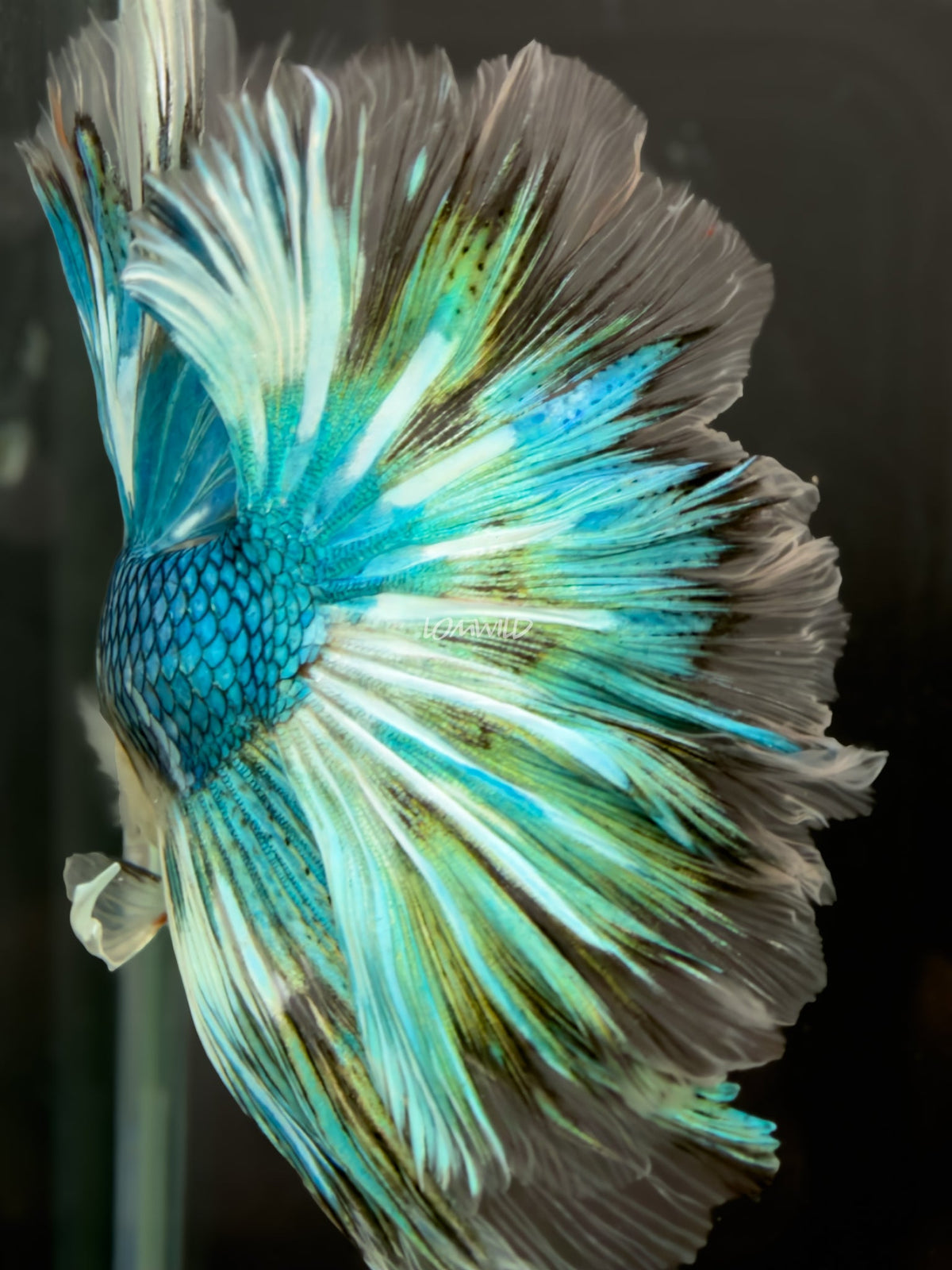 #222 LOMWILD Fancy Marble Betta Fish USA Bred Premium Quality - LOMWILD