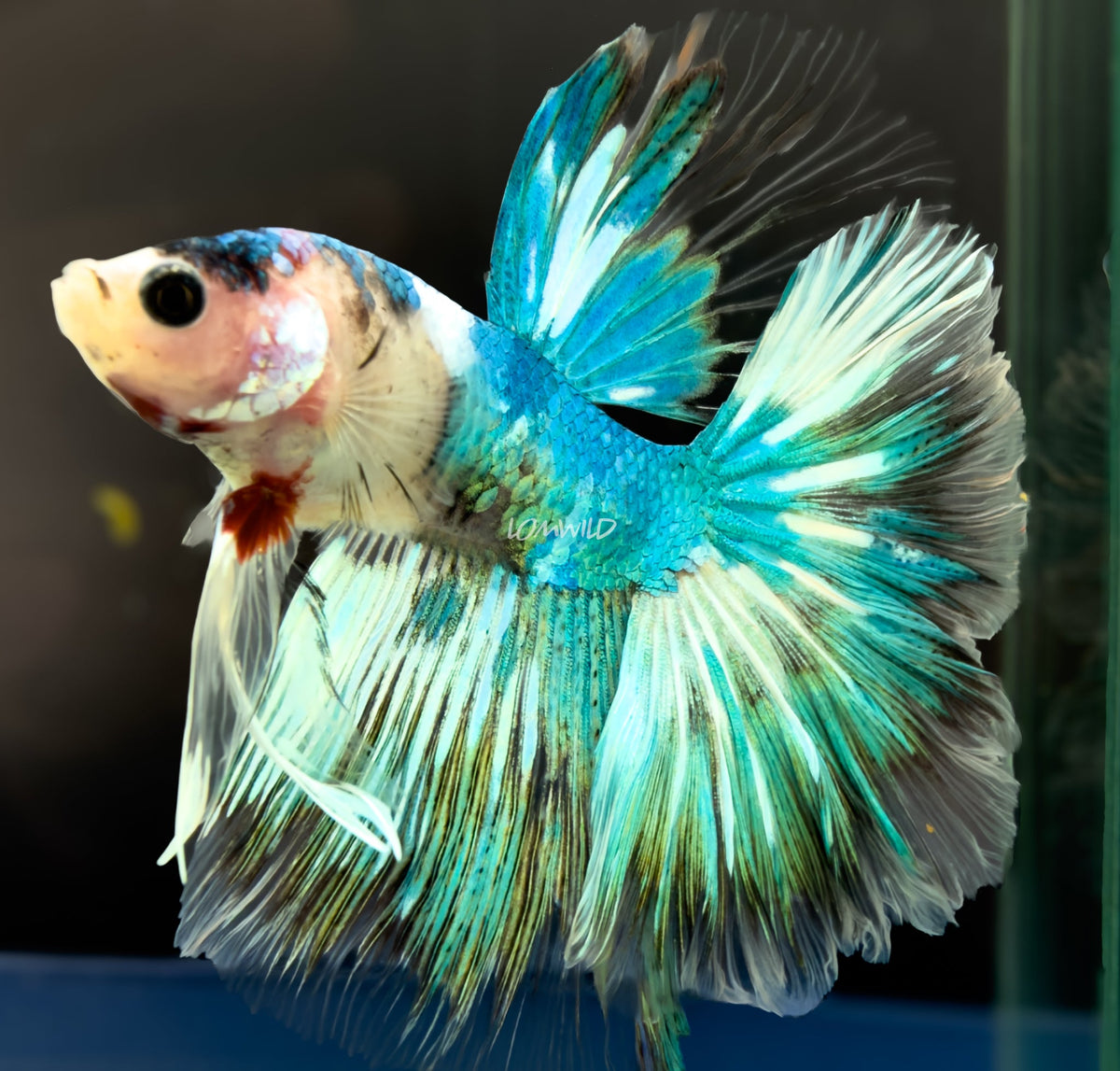 #222 LOMWILD Fancy Marble Betta Fish USA Bred Premium Quality - LOMWILD
