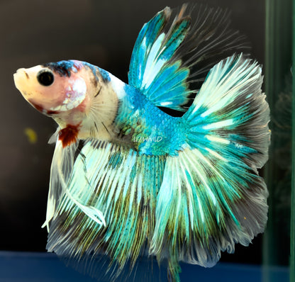 #222 LOMWILD Fancy Marble Betta Fish USA Bred Premium Quality - LOMWILD
