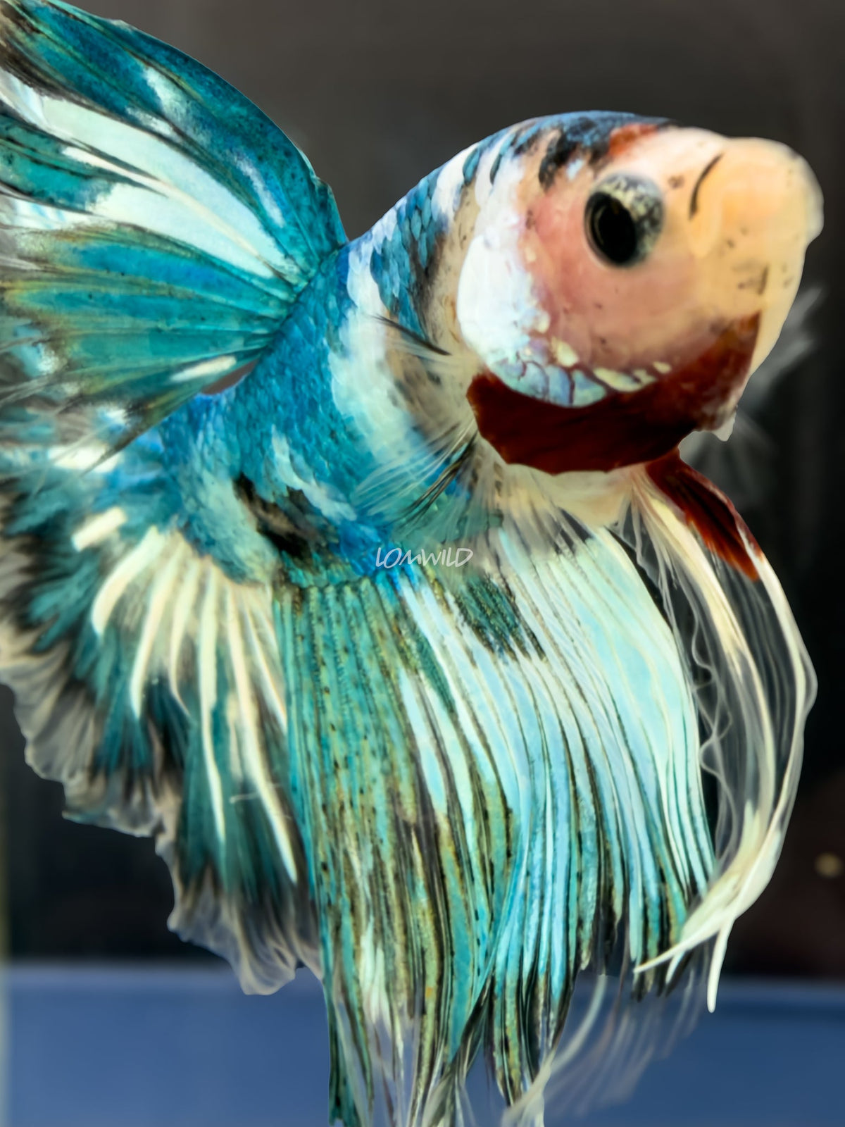 #222 LOMWILD Fancy Marble Betta Fish USA Bred Premium Quality - LOMWILD