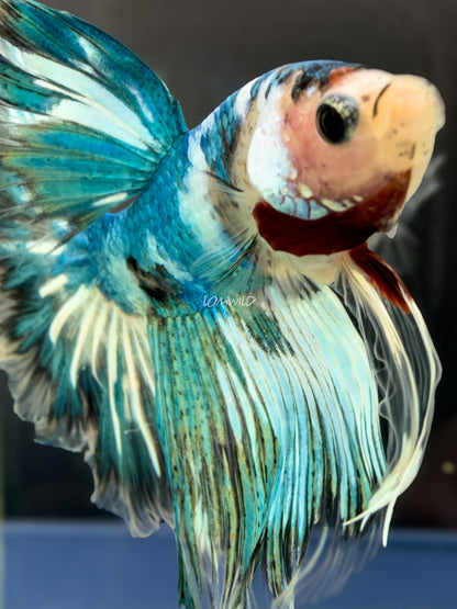 #222 LOMWILD Fancy Marble Betta Fish USA Bred Premium Quality - LOMWILD