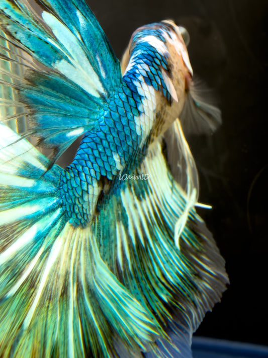 #222 LOMWILD Fancy Marble Betta Fish USA Bred Premium Quality - LOMWILD