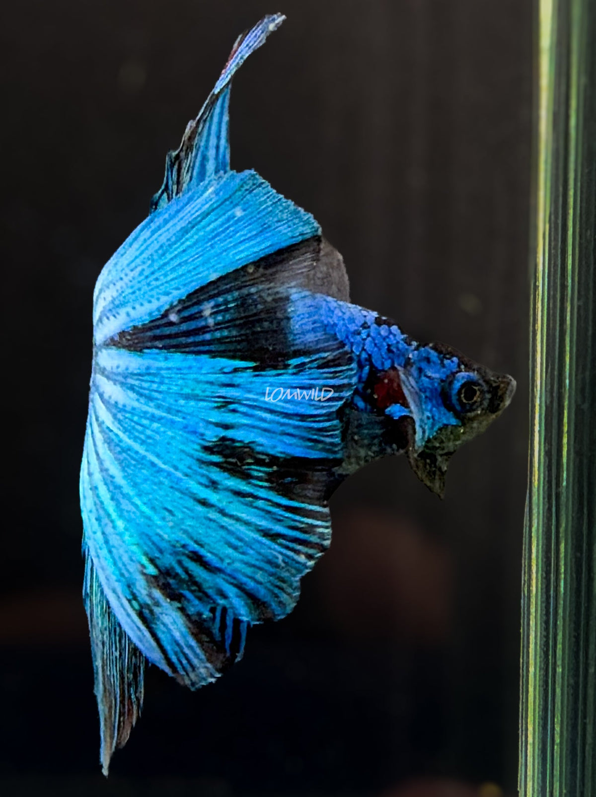 #223 unique Blue Black Fancy Betta Fish USA Bred Aquarium Quality - LOMWILD
