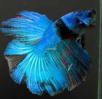 #223 unique Blue Black Fancy Betta Fish USA Bred Aquarium Quality - LOMWILD