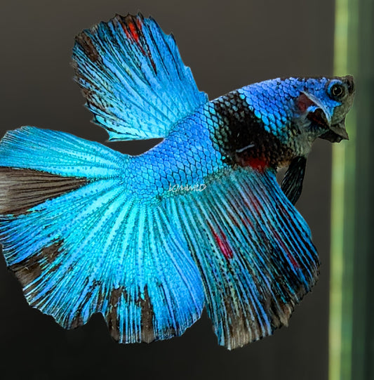#223 unique Blue Black Fancy Betta Fish USA Bred Aquarium Quality - LOMWILD