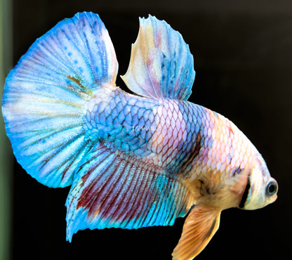 #226 LOMWILD Fancy Pastel Candy Koi Betta Male Fish High End Quality - LOMWILD