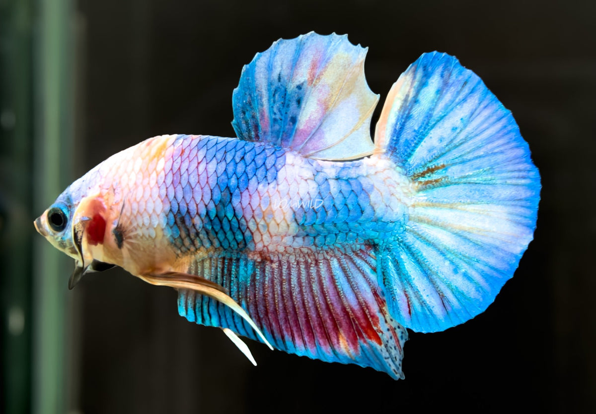 #226 LOMWILD Fancy Pastel Candy Koi Betta Male Fish High End Quality - LOMWILD