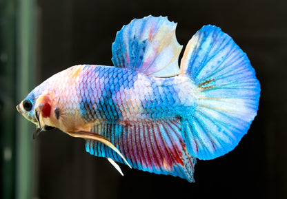 #226 LOMWILD Fancy Pastel Candy Koi Betta Male Fish High End Quality - LOMWILD