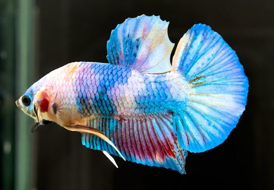 #226 LOMWILD Fancy Pastel Candy Koi Betta Male Fish High End Quality - LOMWILD