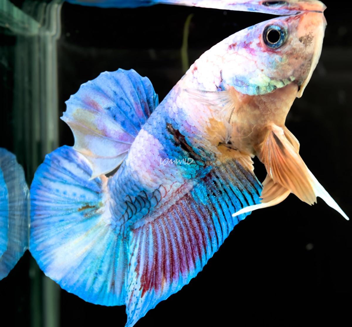 #226 LOMWILD Fancy Pastel Candy Koi Betta Male Fish High End Quality - LOMWILD
