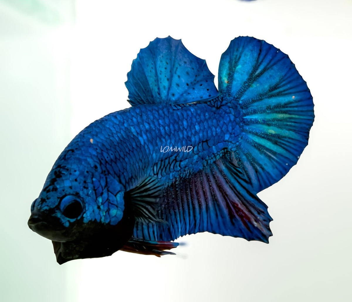 #238 LOMWILD Premium Purple Skies Halfmoon Plakat Betta Fish - LOMWILD