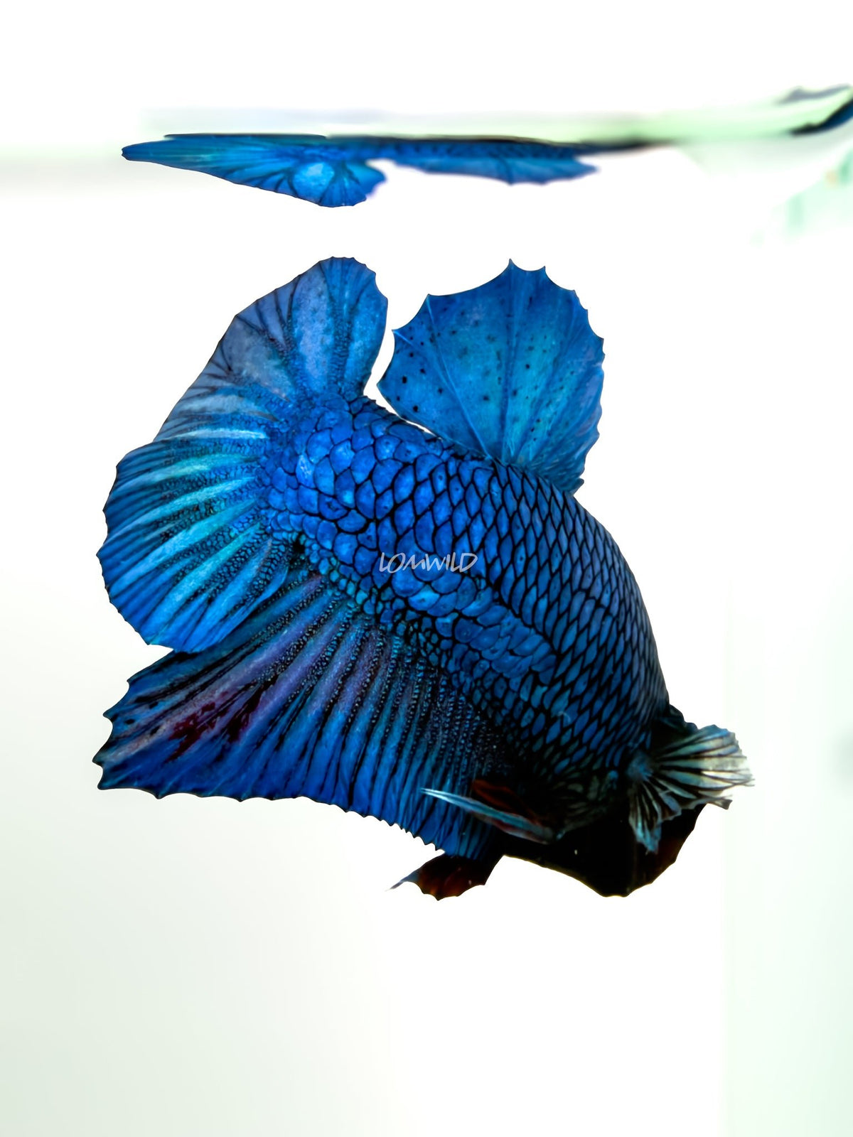 #238 LOMWILD Premium Purple Skies Halfmoon Plakat Betta Fish - LOMWILD