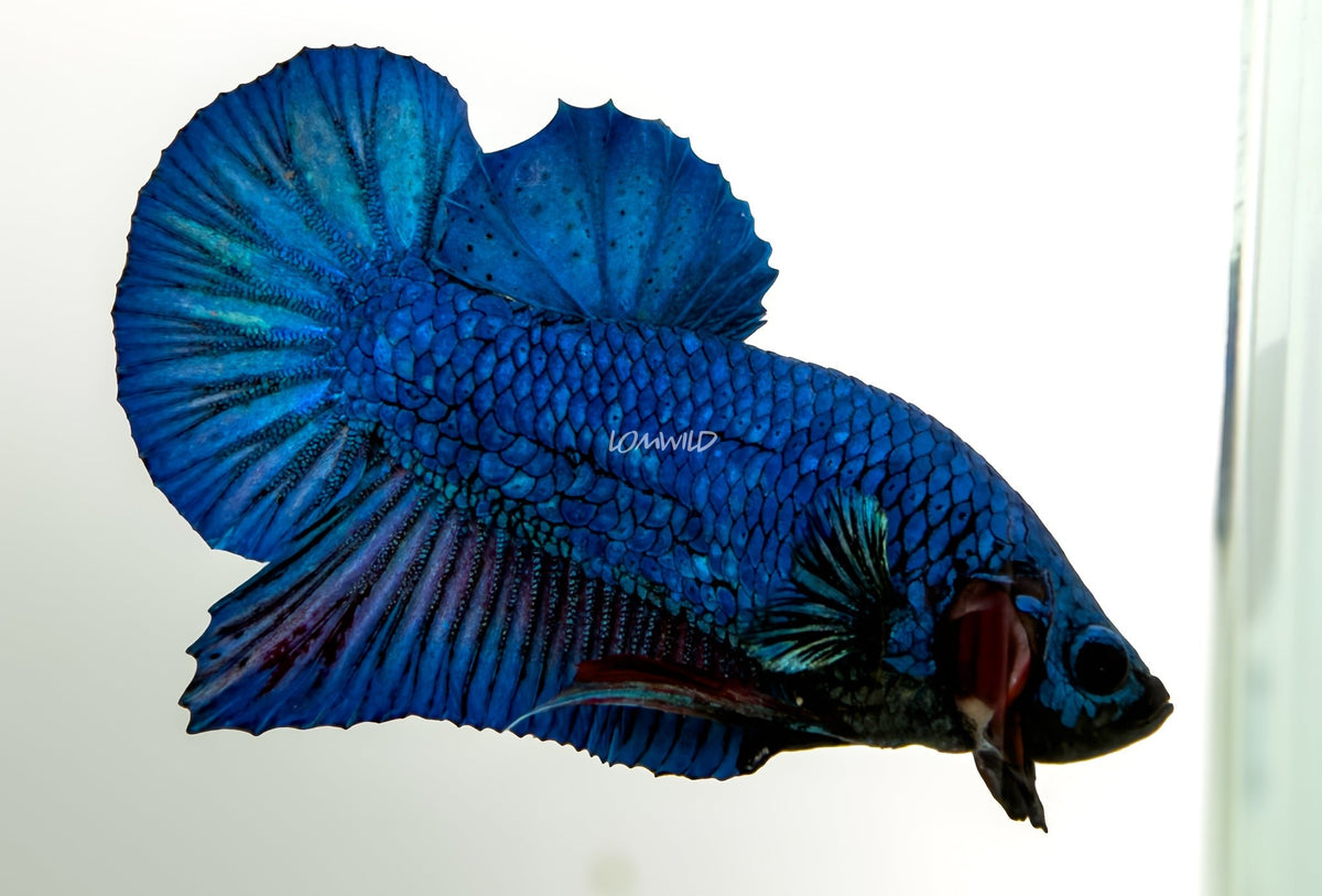 #238 LOMWILD Premium Purple Skies Halfmoon Plakat Betta Fish - LOMWILD