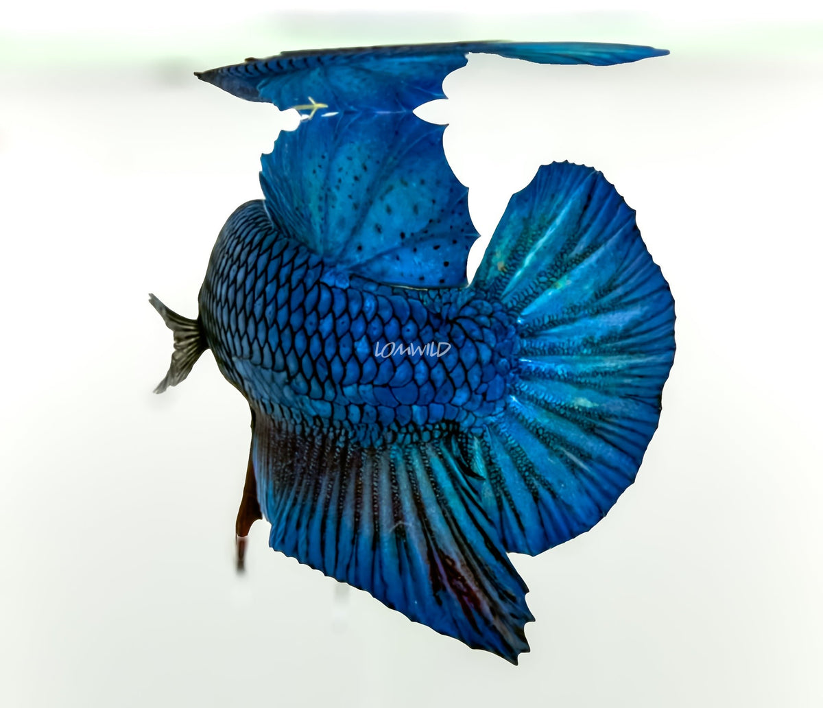 #238 LOMWILD Premium Purple Skies Halfmoon Plakat Betta Fish - LOMWILD